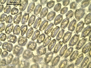 <i>Grimmia laevigata</i> (Brid.) Brid., 1826 © H. TINGUY