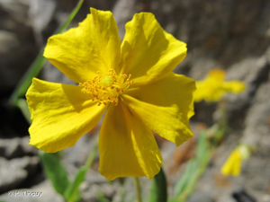 <i>Helianthemum grandiflorum</i> (Scop.) DC., 1805 © H. Tinguy