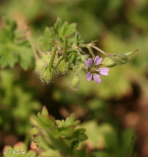 <i>Geranium pusillum</i> L., 1759 © S. Filoche