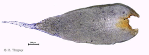 <i>Hedwigia ciliata</i> (Hedw.) P.Beauv., 1805 © H. Tinguy