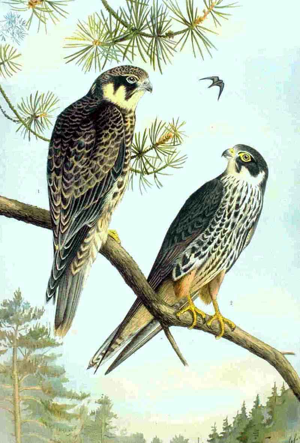Falco subbuteo NAUMANN.jpg © Commons
