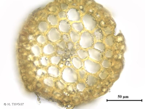 <i>Grimmia muehlenbeckii</i> Schimp., 1860 © H. TINGUY
