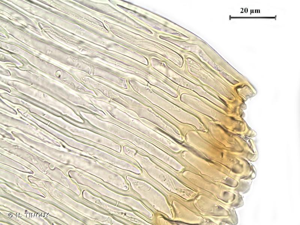 <i>Orthothecium intricatum</i> (Hartm.) Schimp., 1851 © H. TINGUY