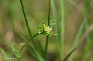 <i>Sisymbrella aspera</i> (L.) Spach, 1838 © M. Mistarz