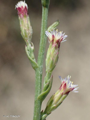 <i>Symphyotrichum squamatum</i> (Spreng.) G.L.Nesom, 1995 © H. TINGUY