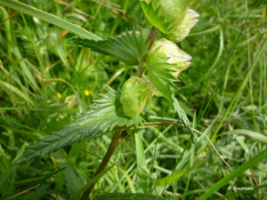 <i>Rhinanthus minor</i> L., 1756 © P. Gourdain