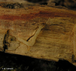<i>Melasis buprestoides</i> (Linnaeus, 1760) © B. Calmont