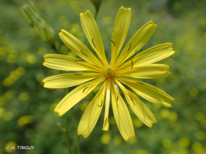 <i>Lapsana communis </i>subsp.<i> intermedia</i> (M.Bieb.) Hayek, 1931 © H. TINGUY