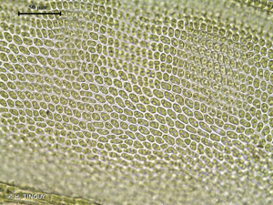 <i>Cryphaea heteromalla</i> (Hedw.) D.Mohr, 1814 © H. TINGUY