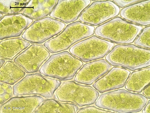<i>Bryum elegans</i> Nees, 1827 © H. TINGUY
