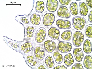 <i>Scapania aspera</i> M.Bernet & Bernet, 1888 © H. TINGUY