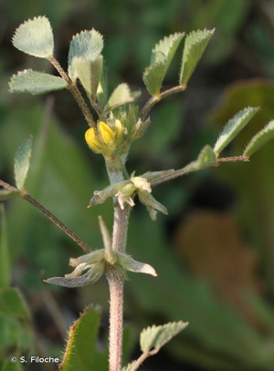 <i>Medicago monspeliaca</i> (L.) Trautv., 1841 © S. Filoche