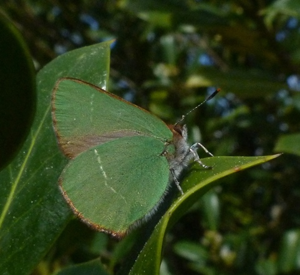 Callophrys avis.JPG © Joan Carles Hinojosa Galisteo