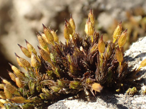 <i>Orthotrichum anomalum</i> Hedw., 1801 © H. TINGUY
