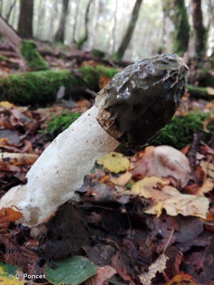 <i>Phallus impudicus</i> L. : Pers. © L. Poncet