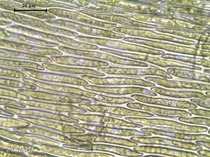 <i>Sciuro-hypnum populeum</i> (Hedw.) Ignatov & Huttunen, 2002 © H. TINGUY