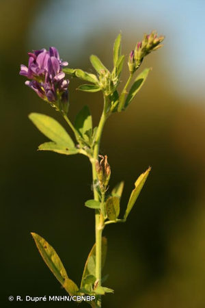 <i>Medicago sativa </i>subsp.<i> sativa</i> L., 1753 © R. Dupré MNHN/CBNBP