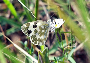 DJ001 Pontia daplidice UN.jpg © No machine-readable author provided. Nature Loader assumed (based on copyright claims).