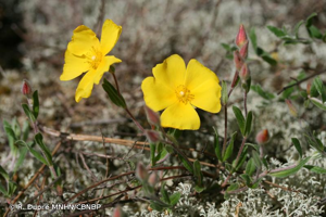 <i>Cistus lasianthus </i>subsp.<i> alyssoides</i> (Lam.) Demoly, 2006 © R. Dupré MNHN/CBNBP