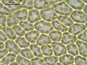 <i>Tortula caucasica</i> Broth. © H. TINGUY