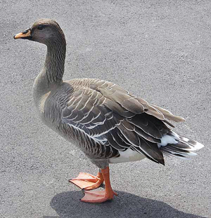 Bean.goose.600pix.jpg © Adrian Pingstone