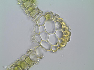 <i>Syntrichia virescens</i> (De Not.) Ochyra, 1992 © H. Tinguy