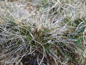 <i>Carex humilis</i> Leyss., 1758 © A.-H. Paradis & R. Poncet