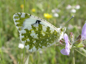 Euchloe crameri M 2.jpg © Adrian198cm