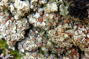 <i>Squamarina cartilaginea</i> (With.) P. James, 1980 © J. Vallade