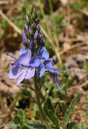 <i>Veronica orsiniana</i> Ten., 1830 © S. Filoche