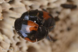 <i>Tritoma bipustulata</i> Fabricius, 1775 © J. Touroult