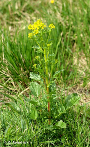 <i>Barbarea vulgaris</i> W.T.Aiton, 1812 © O. Roquinarc'h