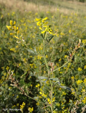 <i>Trigonella wojciechowskii</i> Coulot & Rabaute, 2013 © P. Rouveyrol