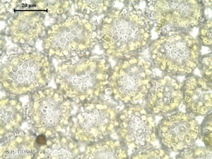 <i>Southbya tophacea</i> (Spruce) Spruce, 1850 © H. TINGUY