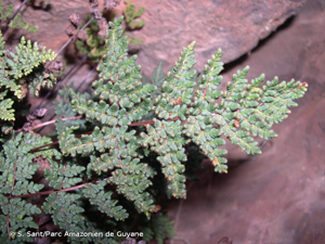 <i>Allosorus hispanicus</i> (Mett.) Christenh., 2012 © S. Sant/Parc Amazonien de Guyane