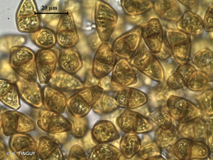 <i>Tritomaria exsectiformis</i> (Breidl.) Loeske © H. TINGUY