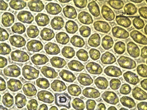 <i>Nyholmiella obtusifolia</i> (Brid.) Holmen & E.Warncke, 1969 © H. TINGUY