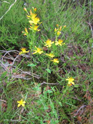 <i>Hypericum pulchrum</i> L., 1753 © P. Rouveyrol