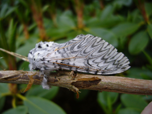 Puss Moth 1.jpg © Mark Fosh