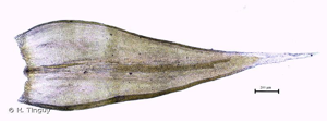 <i>Racomitrium elongatum</i> Ehrh. ex Frisvoll, 1983 © H. Tinguy