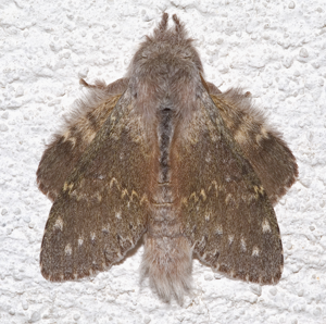 Stauropus fagi03.jpg © Kulac