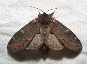 Notodonta dromedarius03.jpg © Kulac