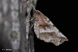 <i>Selenia dentaria</i> (Fabricius, 1775) © J. Barbut