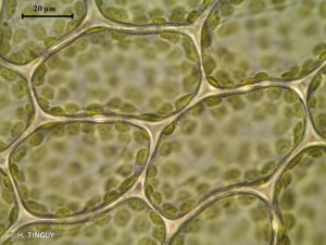 <i>Rhizomnium pseudopunctatum</i> (Bruch & Schimp.) T.J.Kop., 1968 © H. TINGUY