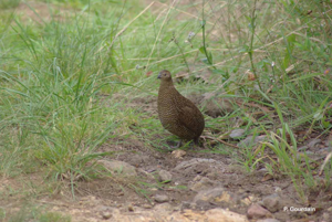 <i>Coturnix coturnix africana</i> Temminck & Schlegel, 1849 © P. Gourdain