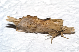 Pterostoma palpina1.jpg © Commons