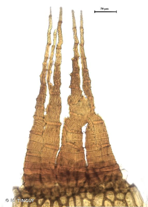 <i>Cynodontium polycarpon</i> (Hedw.) Schimp. © H. TINGUY