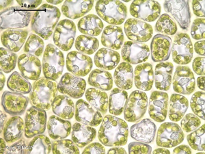 <i>Neoorthocaulis attenuatus</i> (Mart.) L.Söderstr., De Roo & Hedd., 2010 © H. TINGUY