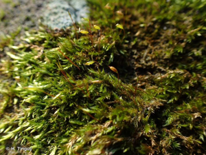 <i>Sematophyllum demissum</i> (Wilson) Mitt., 1864 © H. Tinguy