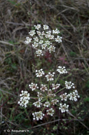 <i>Oreoselinum nigrum</i> Delarbre, 1800 © O. Roquinarc'h